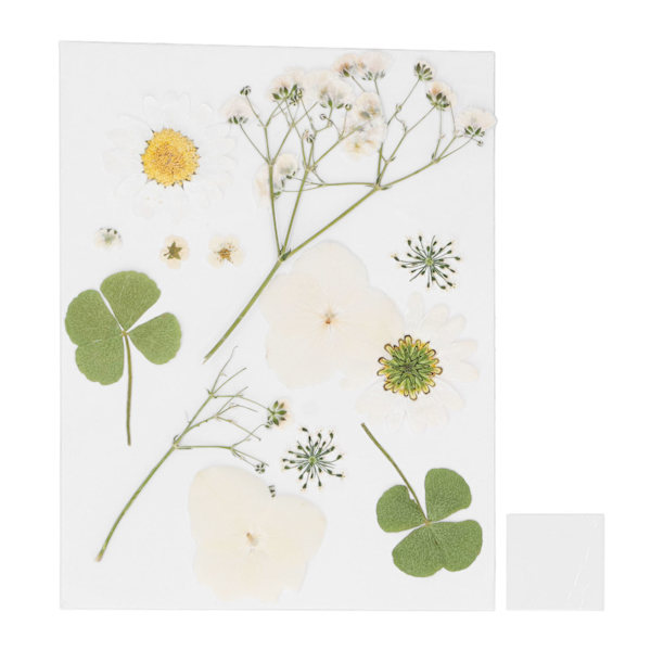Torkade pressade blommor Gör-det-själv-hantverk Blomma Bokmärke Naturliga blommor Telefonfodral Pressade blommor Torrblomma växtexemplar