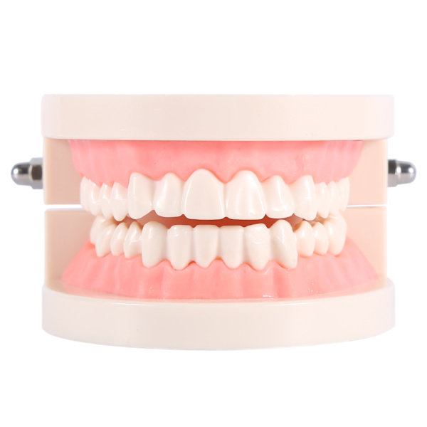 1 stk PVC Dental Teaching Study Standard Model Demonstration Lær børn at børste tænder