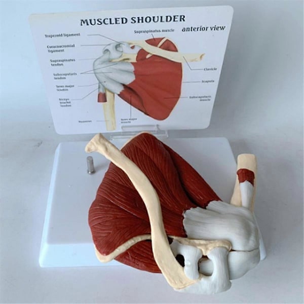 Lihaksikas olkapäämalli, ihmisen anatomian oikean olkapään nivelmalli, lääkärin vastaanoton ja luokkahuoneen anatomiamalli