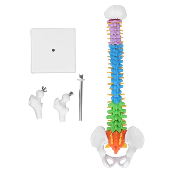 Rygsøjlemodel PVC 45 cm Farvekodet Miniature med Lårbenssæt Kit til Læring Undervisning