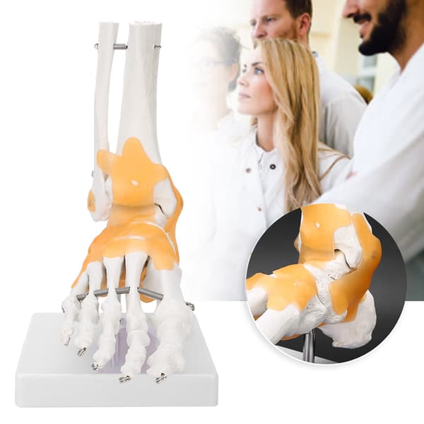 Anatomisk model af voksen menneskelig skeletfod og ankelled med ledbånd
