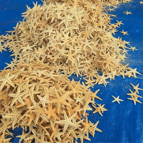 100 STK Naturlige Søstjerne Dekorationer Lille Størrelse Søstjerne Samleobjekter Håndværk Tilbehør til Bryllup Strand Tema Fest 1.5-2.0CM