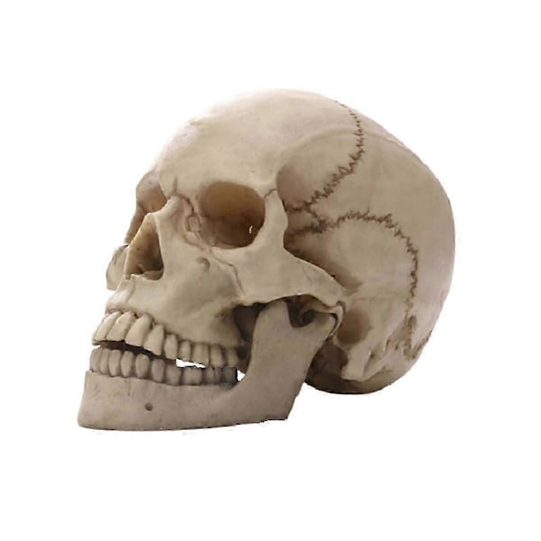 Menneskehodeskalle Statue kompatibel med Hjemmeinnredning Resin Figurer Halloween Dekor Skulptur Medisinsk Undervisning S