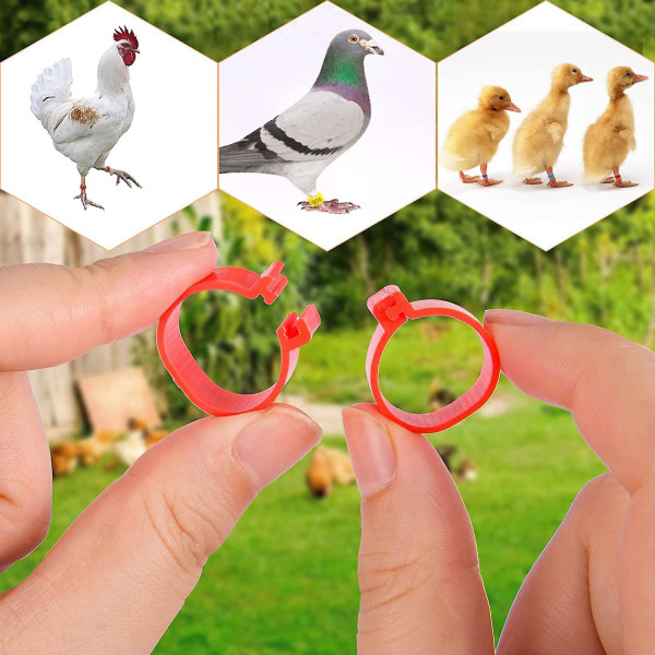 Färgglada 20 mm plastbenringar för fjäderfä (100 stycken)