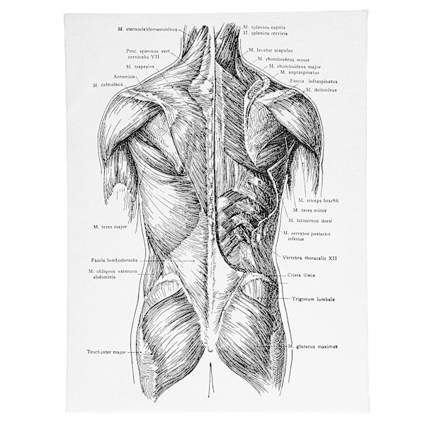 Anatomian kangas retro koristeellinen seinäelin taidemaalaus sairaalaan makuuhuoneeseen luokkahuoneeseen tyyppi C