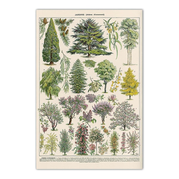 Vintage Trees Print Set - 4 stk med 30 X 40 Cm Vintage Tree Pictures