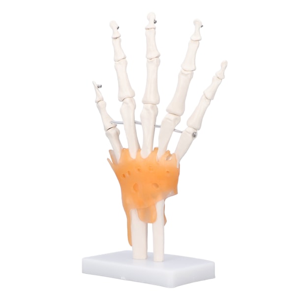 Handskelett modell naturlig storlek PVC på bas med leder Verktyg för lärande undervisning