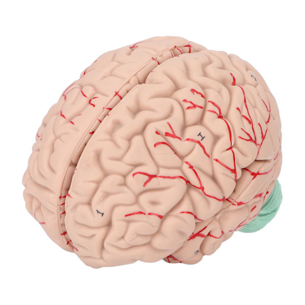 Human Brain Model Professionals Läkare som undervisar hjärnanatomi modell för sjukhusskola display