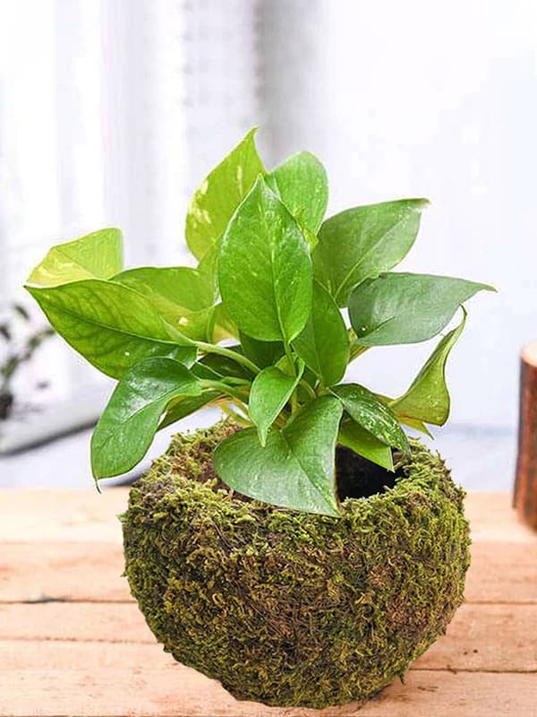 Japansk Stil Mossboll Trädgårdsarbete Krukväxt Moss Blomkruka C