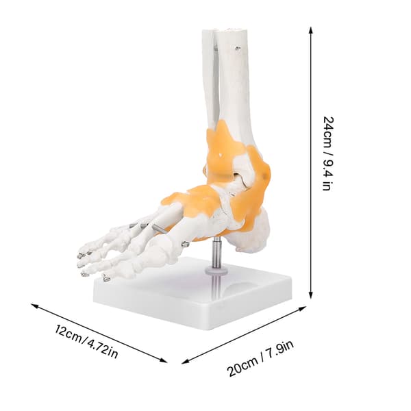 Anatomisk model af voksen menneskelig skeletfod og ankelled med ledbånd