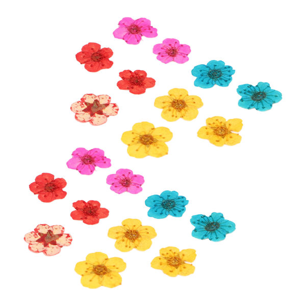 20 stk tørkede blomster blandet farge Romantisk full form organisk myk avslappende naturlige tørkede pressede blomster til dekorasjoner