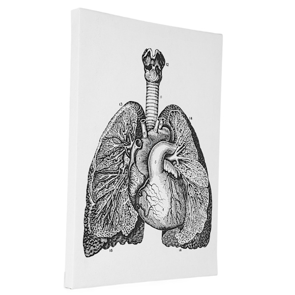 Anatomian kangas retro koristeellinen seinäelin taidemaalaus sairaalaan makuuhuoneeseen luokkahuoneeseen tyyppi A