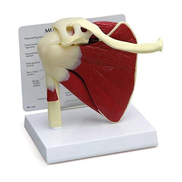 Lihaksikas olkapäämalli, ihmisen anatomian oikean olkapään nivelmalli, lääkärin vastaanoton ja luokkahuoneen anatomiamalli