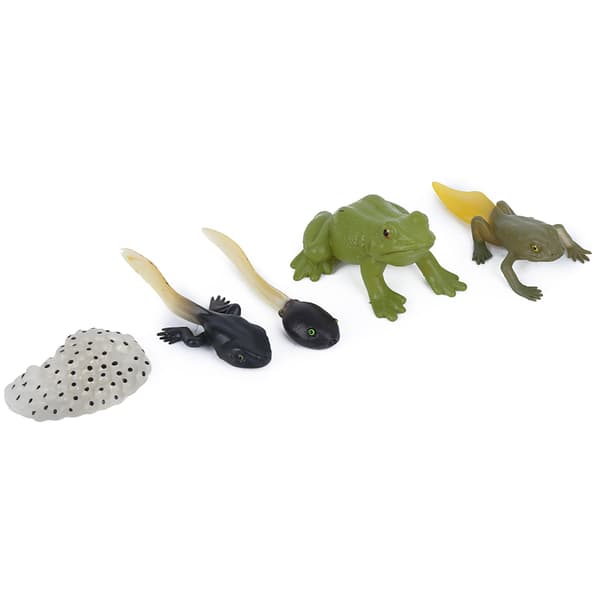 Ranidae Vækstcyklus Model Børn Miniature Simulation Dyr Tidlig Uddannelse Statue Legetøj