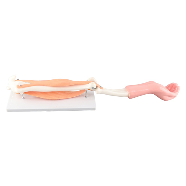 Arm Moving Model Anatomisk Albue Joint Motion Model Primary School Undervisningstilbehør