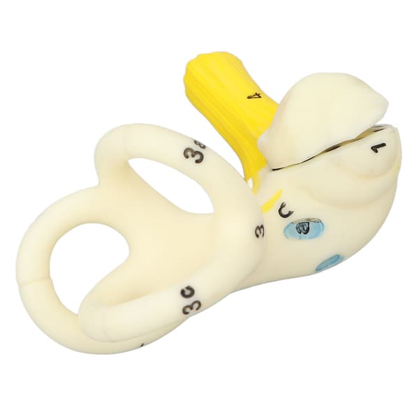 Øre halvcirkelformet kanal anatomisk model 5X forstørrelse klar struktur indre øre cochlea model