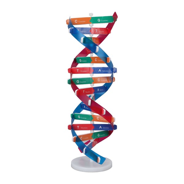Human DNA Model Farverig Dobbelt Spiral Samlemodel Videnskab Pædagogisk Undervisningslegetøj til Børn