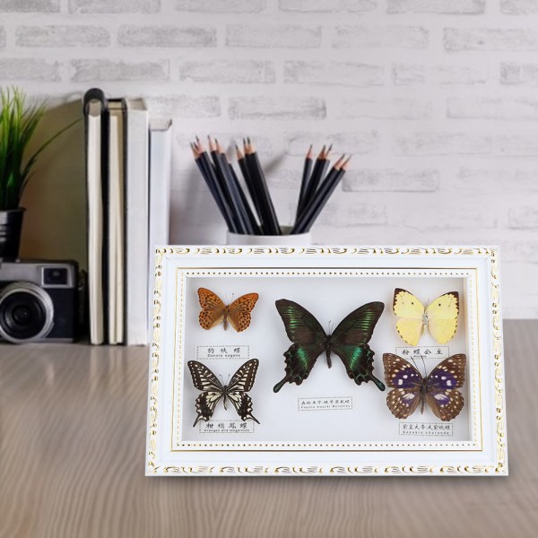 Utsøkt sommerfugler Insektsprøver, håndverk, bursdagsgave, dekorasjon til hjemmet (hvit ramme)