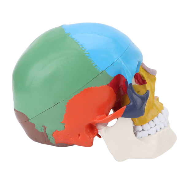 Farvet kraniemodel Skole aftagelig anatomi Menneskeskallemodel til undervisningslærekursus