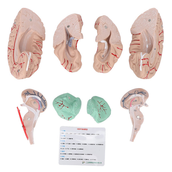 Human Brain Model Professionals Läkare som undervisar hjärnanatomi modell för sjukhusskola display