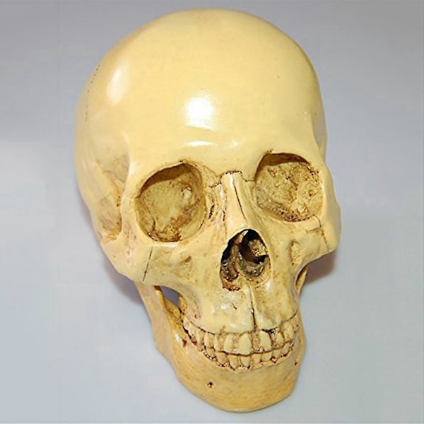 Model 1: 1 Resin Menneskekranie Anatomisk Undervisningsdekoration Gul