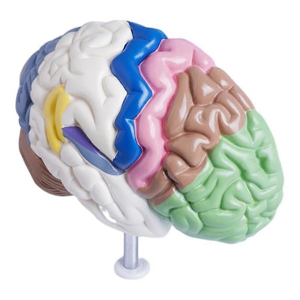 Anatomisk model af en halv menneskelig hjerne i naturlig størrelse, hjernemodel