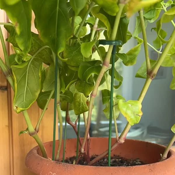 30 st plantstöd ram blomster grönsak vin klätterram
