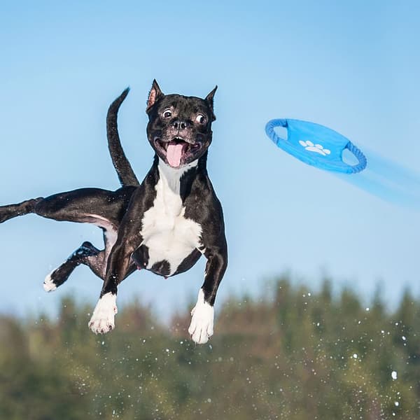 10-delt tyggelegetøjssæt til hundehvalpe - Julegave til kæledyr