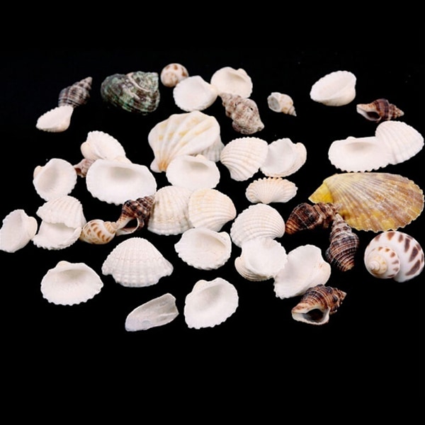100g Strand Blandede Havskaller Mix Havskaller Skal Håndværk Havskaller