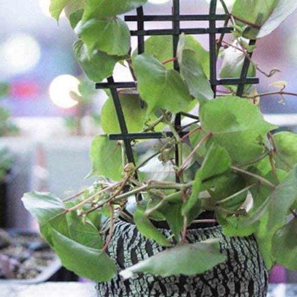 Pot Trellis, Mini Pot for Indoor Use, Compatible with Trellis-FS-