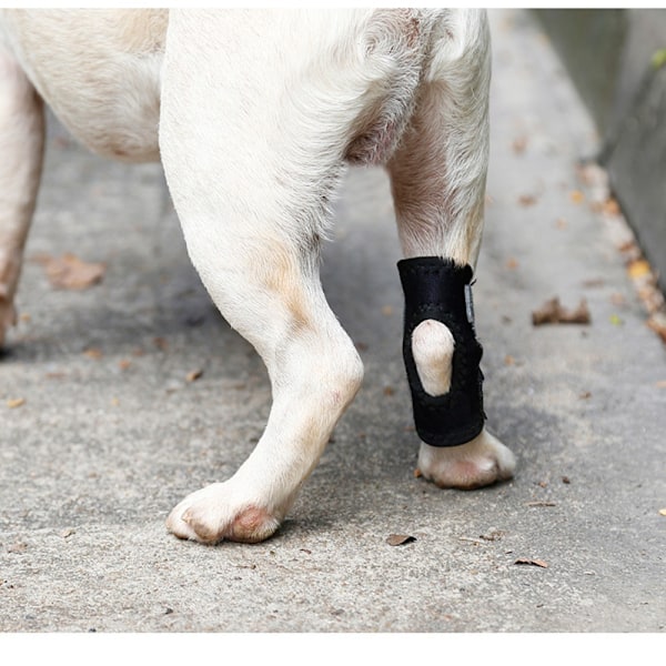 Knæbeskyttelse til kæledyr Hundebenstøtte M