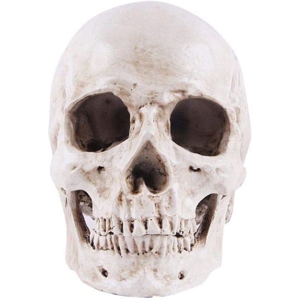 Human Skull Model 1:1 Naturlig storlek Skull Anatomy Model Klassisk avtagbar anatomi