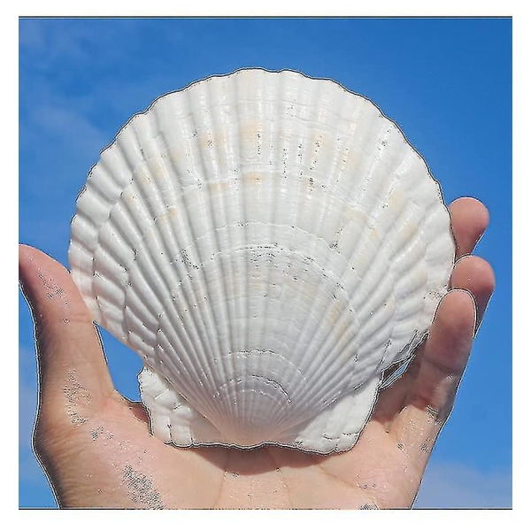 10pcs White Scallops Shell 4-5inch Seashells Large Natural From Sea Beach Seashells For Crafting For Diy Fish Tank Vase Filler-jie