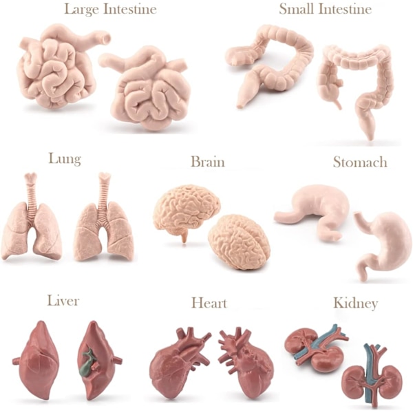 8 stk. menneskelige organmodeller mini kropsdele anatomisk figur realistisk hjerne hjerte lunge lever mave tyktarm tyndtarm nyre modeller