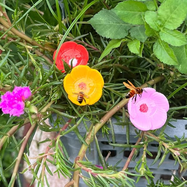Biedrikker, blå blomstret vanddispenser til bier, insektfoder, udendørs havepynt-FY- blue small flower