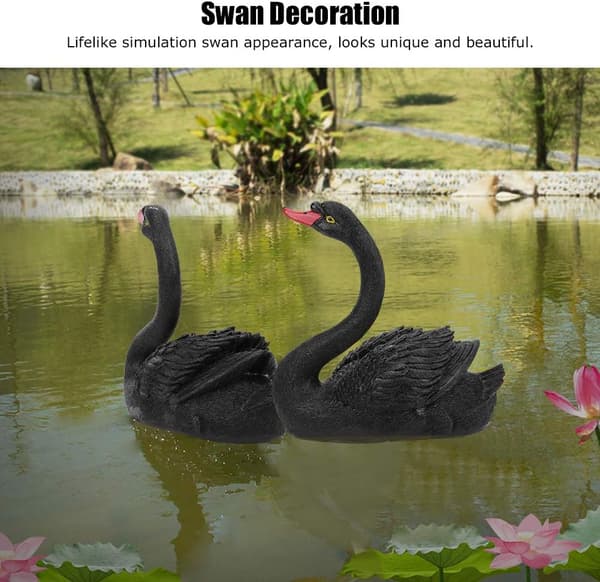 Sort svane flydende på vand
