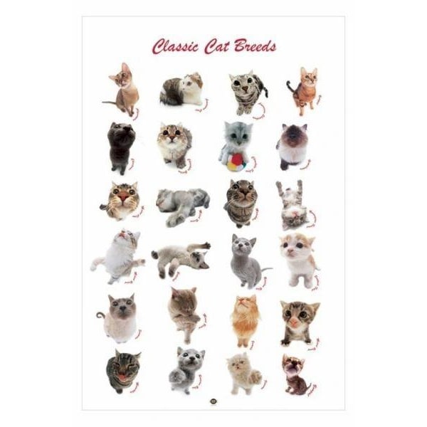 Classic cat breeds Multicolor