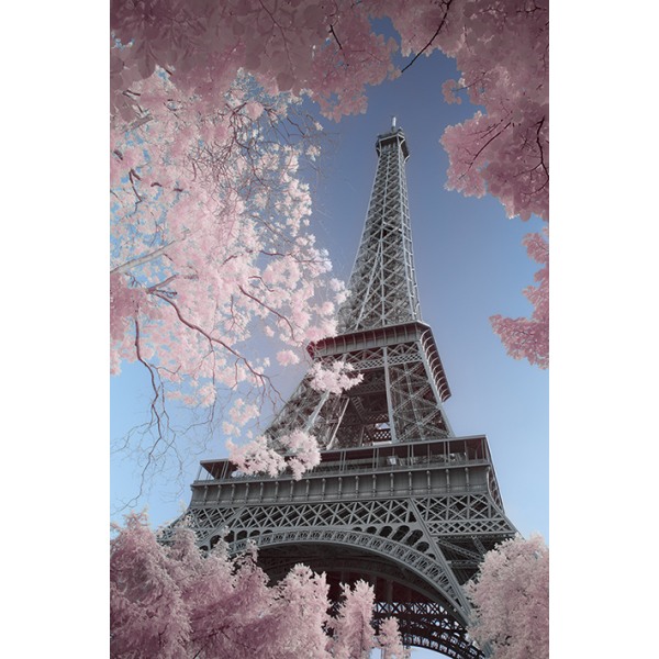David Clapp - Eiffel Tower, Paris Pink blossoms Multicolor