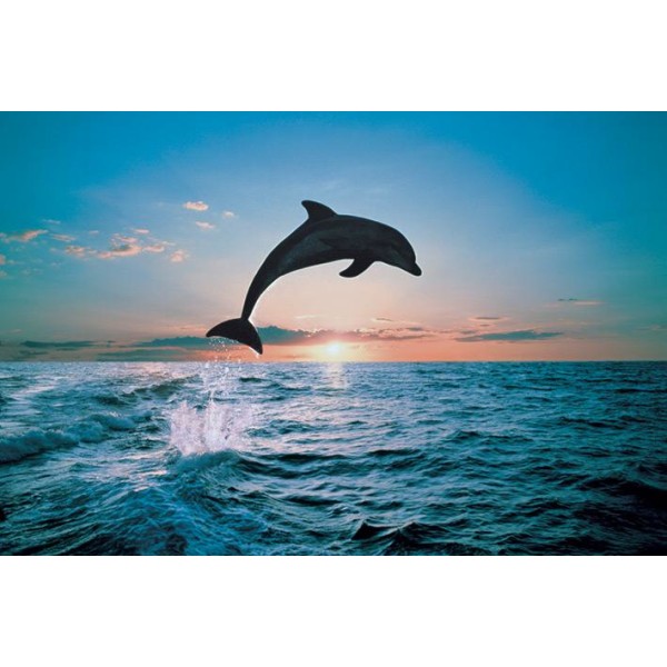 Dolphin Leap of freedom Multicolor