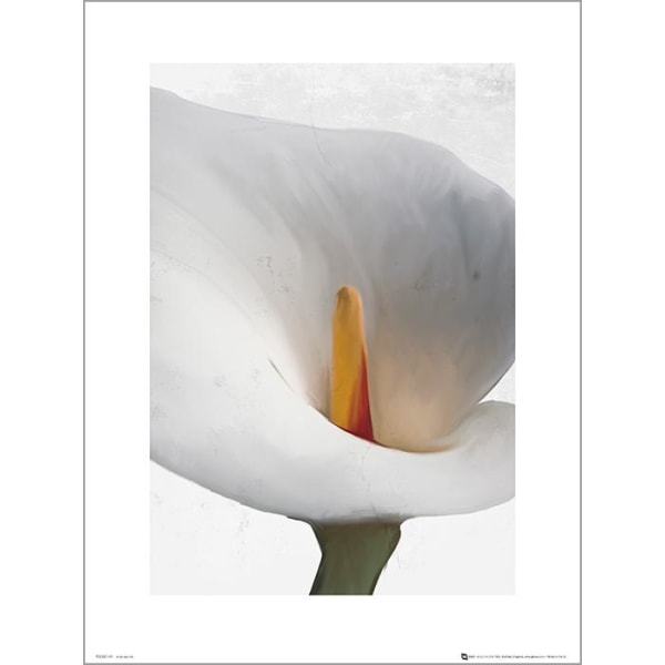 Eksklusivt kunsttryk - Floral Calla Multicolor