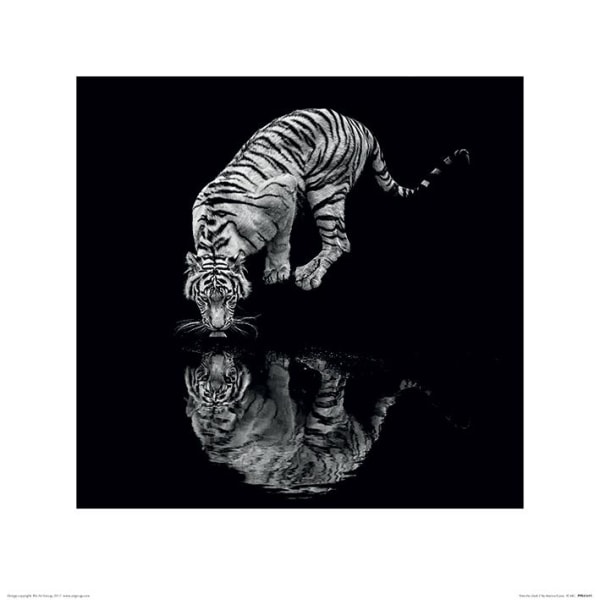 Tiger - Into the Dark I Multicolor