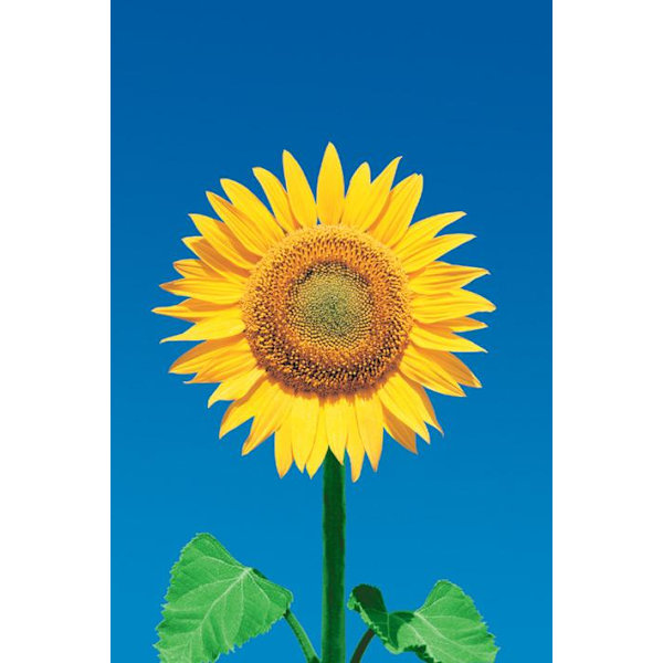 Sunflower - Solros multifärg