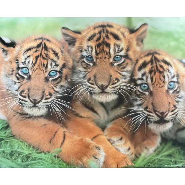 Tiger - Cubs Multicolor