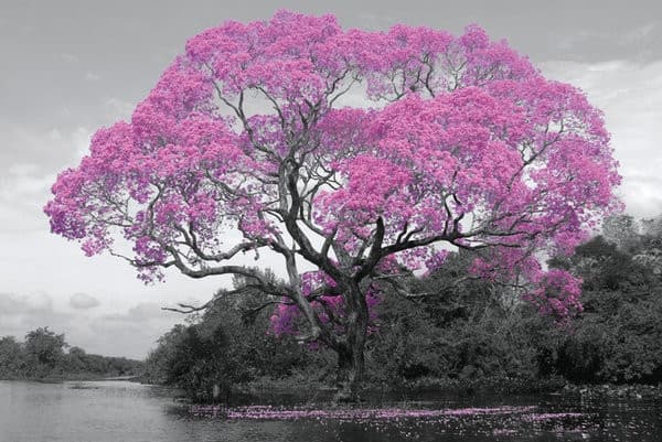Stor poster - Pink Blossom Tree multifärg