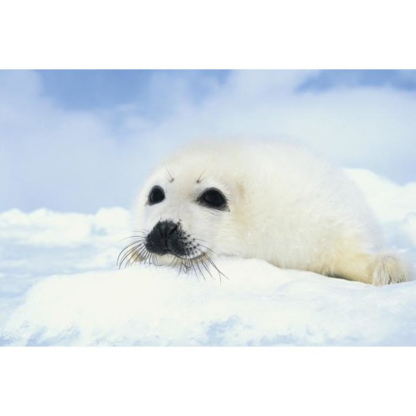 Baby Seal multifärg