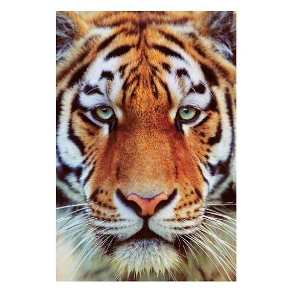 Tiger face multifärg