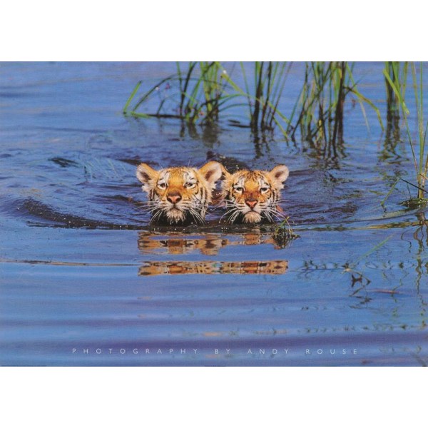 Tigers in water - photo Andy Rouse Multicolor