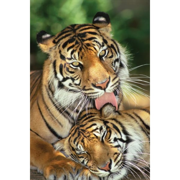 Tiger Mothers Love Multicolor