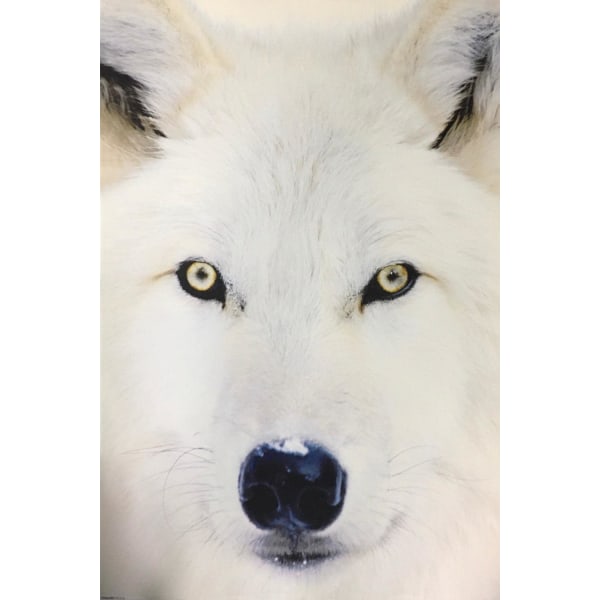 Arctic Wolf - Vit Varg Multicolor