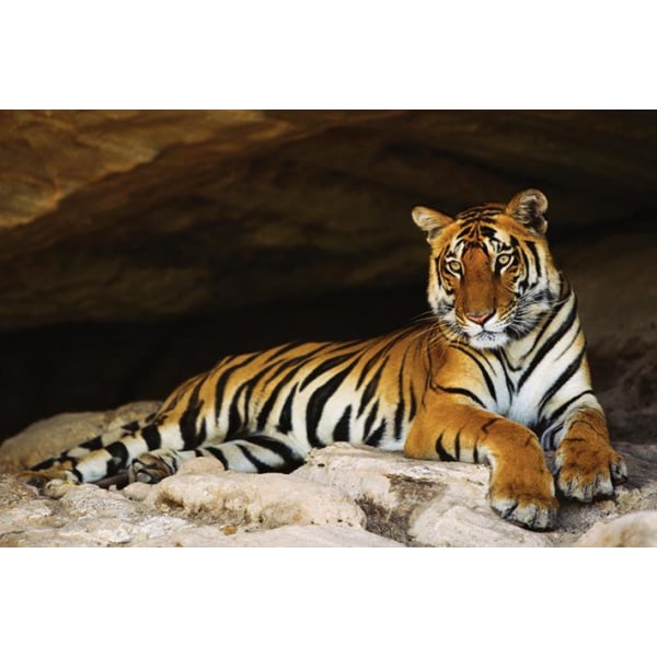 Tiger in cave Multicolor